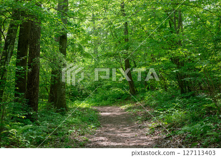 穿過新鮮的綠色森林 127113403