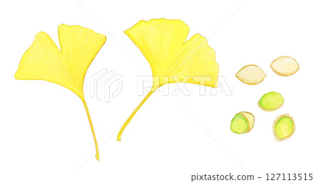 秋天的銀杏葉和銀杏果的手繪水彩插圖集 秋天的銀杏葉和銀杏果的手繪水彩插圖集 127113515