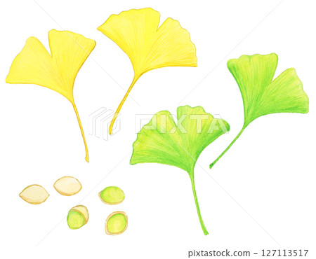 Hand drawn watercolor ginkgo and ginkgo fruit illustration set 127113517