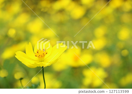 Yellow cosmos field in full bloom 127113599