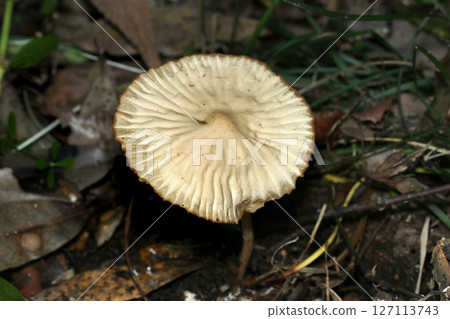 Wrinkled cap, ivory-colored giant oyster mushroom (macro strobe photography of fungi and mushrooms in the natural environment) Wrinkled cap, ivory-colored giant oyster mushroom (macro strobe photography of fungi and mushrooms in the natural environment) 127113743