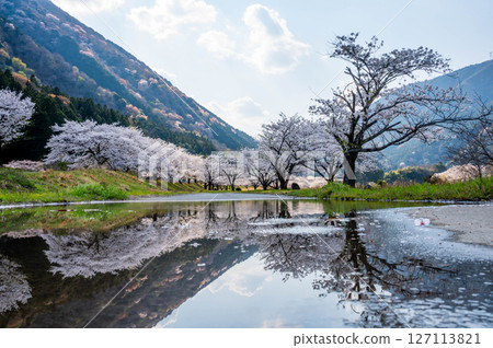 水面上的櫻花樹 127113821