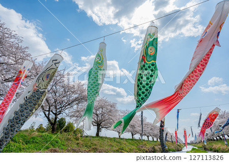 櫻花和鯉魚飄帶 127113826