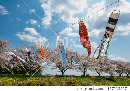 櫻花和鯉魚飄帶 127113827