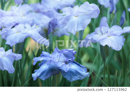 Colorful irises continue to bloom and soothe people's hearts 127113962