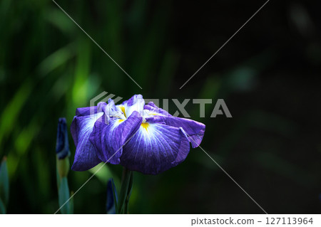 Colorful irises continue to bloom and soothe people's hearts Colorful irises continue to bloom and soothe people's hearts 127113964