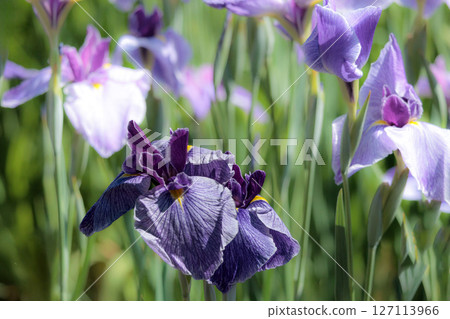 Colorful irises continue to bloom and soothe people's hearts 127113966