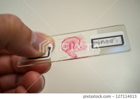 Making permanent preparations of onion cells 127114013