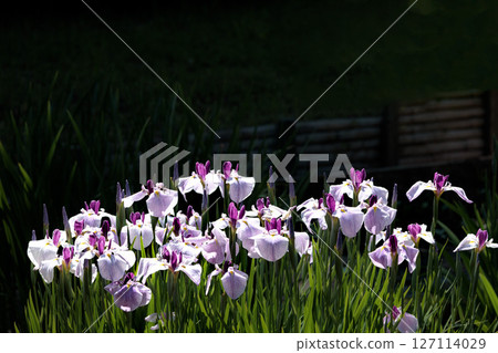 Colorful irises continue to bloom and soothe people's hearts 127114029