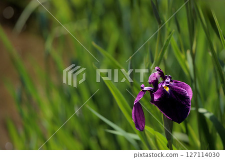 Colorful irises continue to bloom and soothe people's hearts 127114030