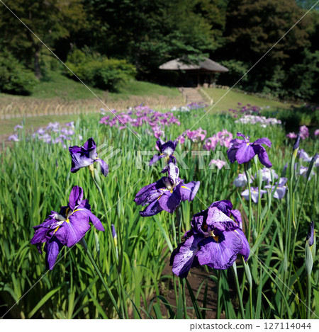 鳶尾花綻放出多種色彩,不斷撫慰著人們的心靈。 鳶尾花綻放出多種色彩,不斷撫慰著人們的心靈。 127114044