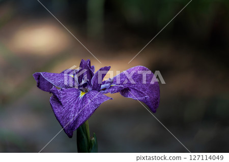 Colorful irises continue to bloom and soothe people's hearts 127114049