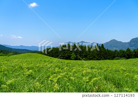 初夏的曾尼高原：從大龜池北側的散步道向北眺望① 127114193