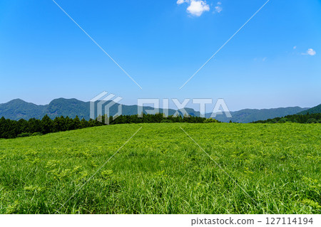 初夏的曾尼高原：從大龜池北側的散步道向北眺望② 127114194