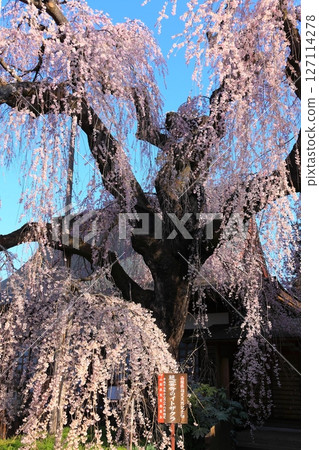 慈恩寺的櫻花高高掛在地面上。 127114278