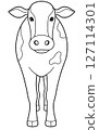 Cattle front 127114301