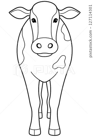 Cattle front Cattle front 127114301