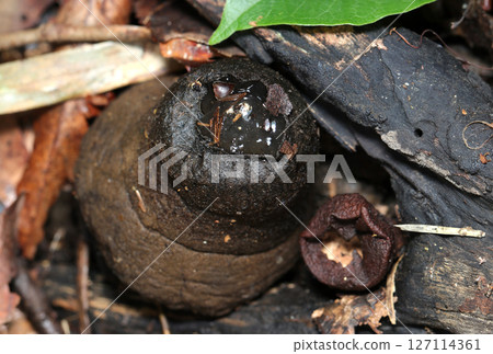 橡膠蘑菇的背面，可以看到透明的魔芋狀內部（自然環境中的真菌和蘑菇的微距閃光燈攝影） 127114361