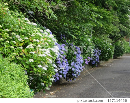 沿路開花的八仙花屬 127114436