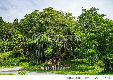 White oak trees in Ichinomiya, Ooto, Kinomoto-cho, Nagahama City, Shiga Prefecture 127114671