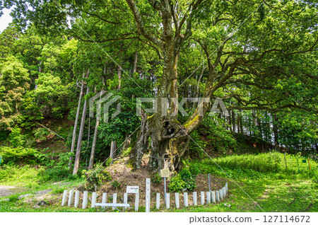 White oak trees in Ichinomiya, Ooto, Kinomoto-cho, Nagahama City, Shiga Prefecture White oak trees in Ichinomiya, Ooto, Kinomoto-cho, Nagahama City, Shiga Prefecture 127114672