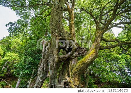 White oak trees in Ichinomiya, Ooto, Kinomoto-cho, Nagahama City, Shiga Prefecture 127114673