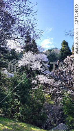 The nature of Kasumigaseki will envelop your soul 127114980