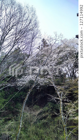 The nature of Kasumigaseki will envelop your soul The nature of Kasumigaseki will envelop your soul 127114992