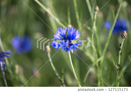 A stunning cornflower showcases its vibrant blue petals in the sunlight, a delightful floral scene. A stunning cornflower showcases its vibrant blue petals in the sunlight, a delightful floral scene. 127115173