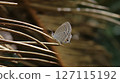 Ryukyu shrimp 127115192