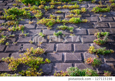 Weeds growing from concrete blocks on the riverbed 127115198