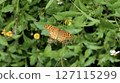 Male of Zuma giuna 127115299