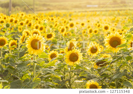Sunflower field illuminated by the setting sun Sunflower field illuminated by the setting sun 127115348