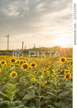 夕陽照亮的向日葵田 夕陽照亮的向日葵田 127115350