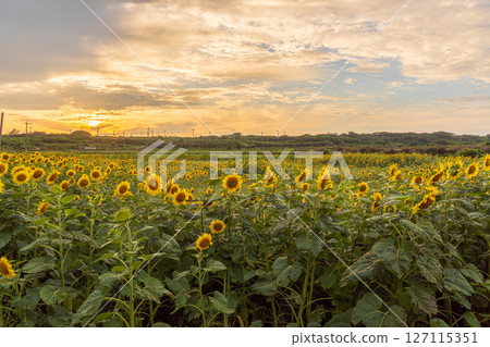 Sunflowers dyed by the setting sun 127115351