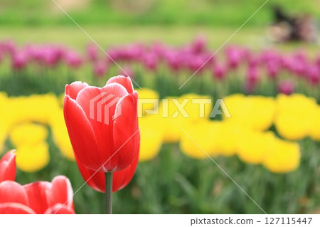 春季鬱金香節 127115447