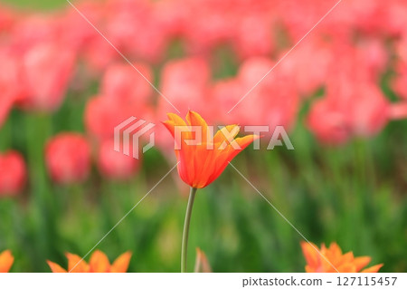 Spring tulip festival Spring tulip festival 127115457