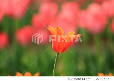 Spring tulip festival 127115458