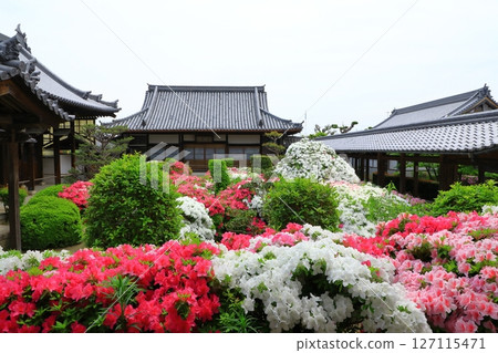 大寶山法雲禪寺杜鵑花盛開 127115471