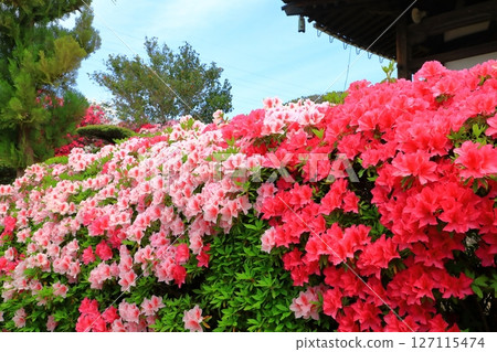 Azaleas in full bloom at Hounzenji Temple on Mt. Daiho 127115474