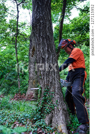 Forestry, felling, work, senior, chainsaw Forestry, felling, work, senior, chainsaw 127115952