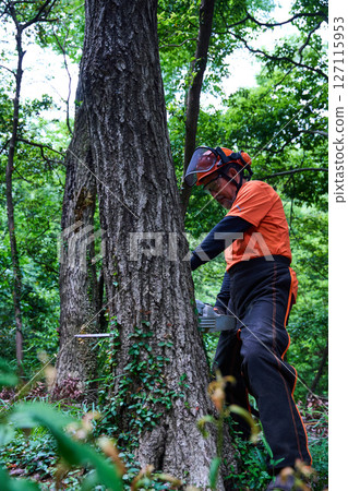 Forestry, felling, work, senior, chainsaw Forestry, felling, work, senior, chainsaw 127115953