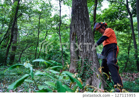Forestry, felling, work, senior, chainsaw 127115955