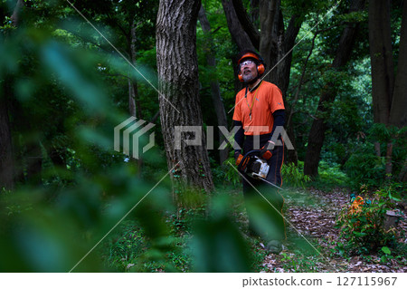 Forestry, felling, work, senior, chainsaw 127115967