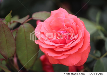 rose rose 127115989