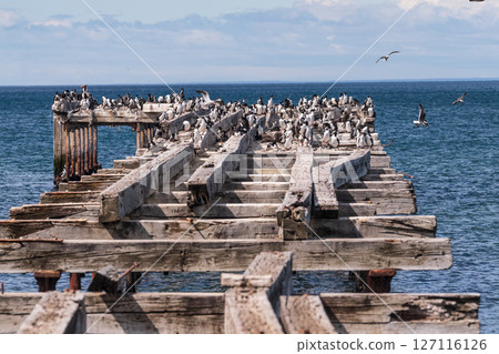 Old Pier in Punta Arenas 127116126