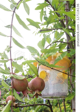 Insect trapping hanging plastic mug 127116136