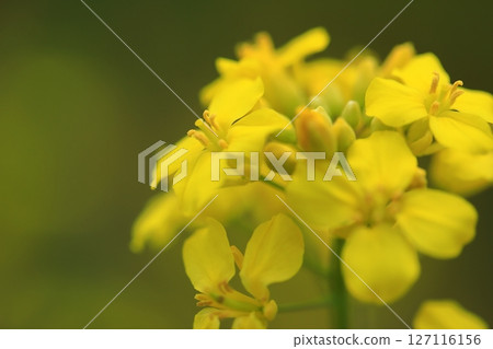 油菜花的特寫 127116156