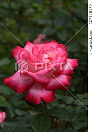 Torch/Rose Torch/Rose 127116170