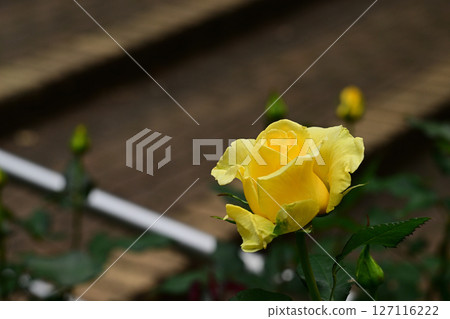 Yellow Simplicity Yellow Simplicity 127116222